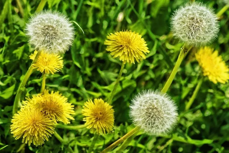 dandelion