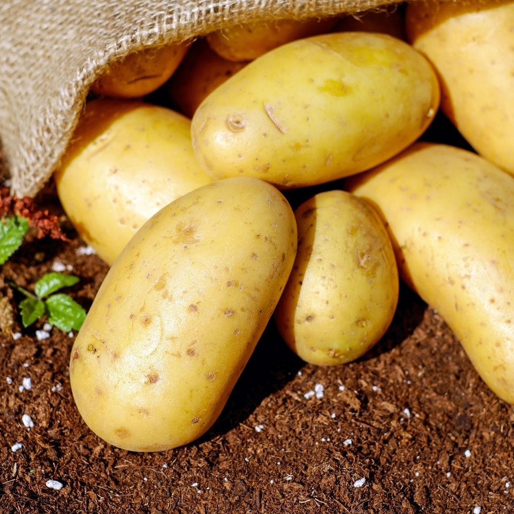 why-do-potatoes-turn-green-are-they-safe-to-eat-foodiosity