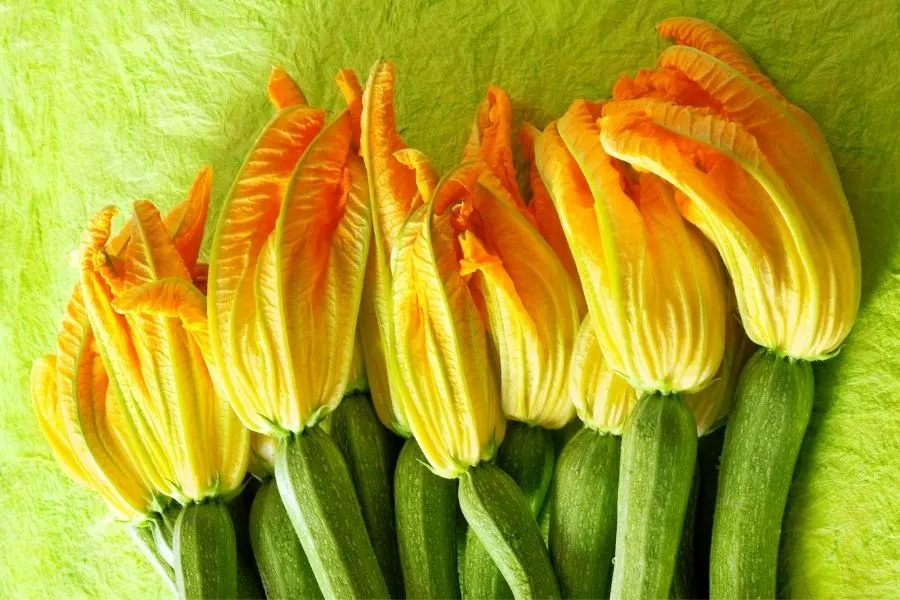 zucchini flowers