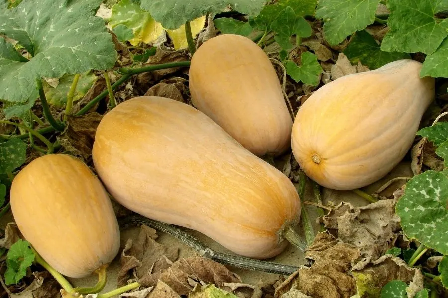 butternut squash unripe