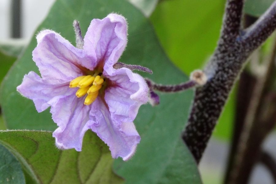 eggplant leaves and flower