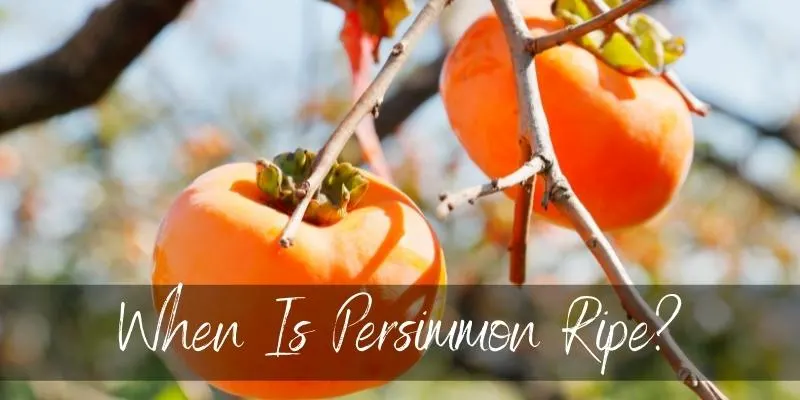 ripe persimmon