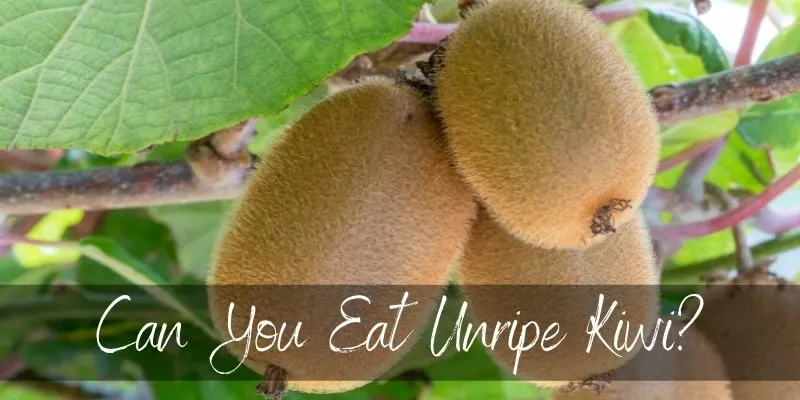 unripe kiwi