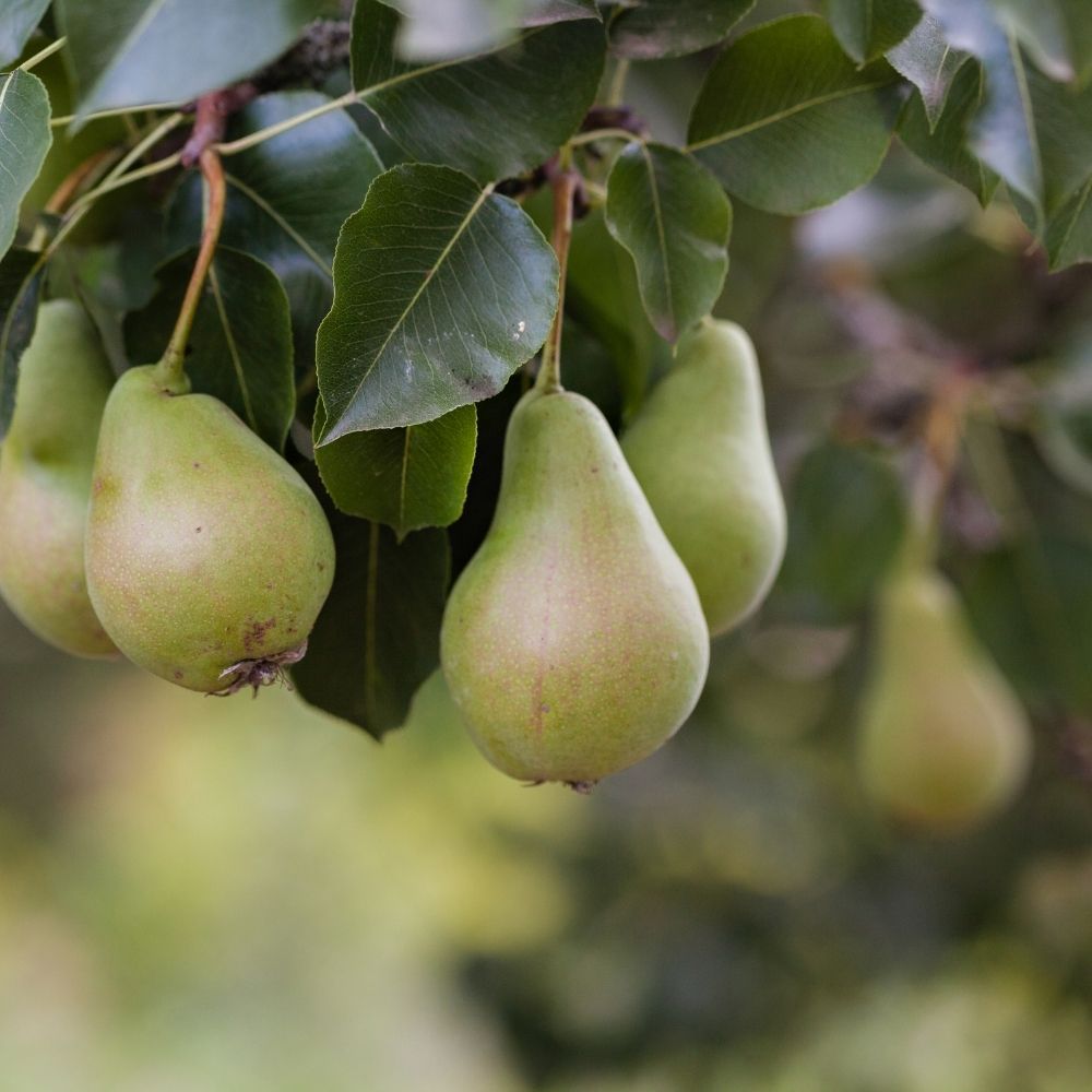 can-you-eat-unripe-pears-and-how-to-tell-if-pears-are-ripe-foodiosity