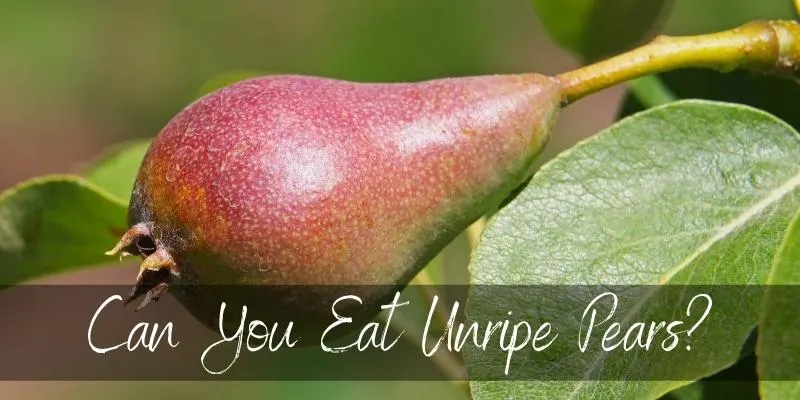 unripe pears