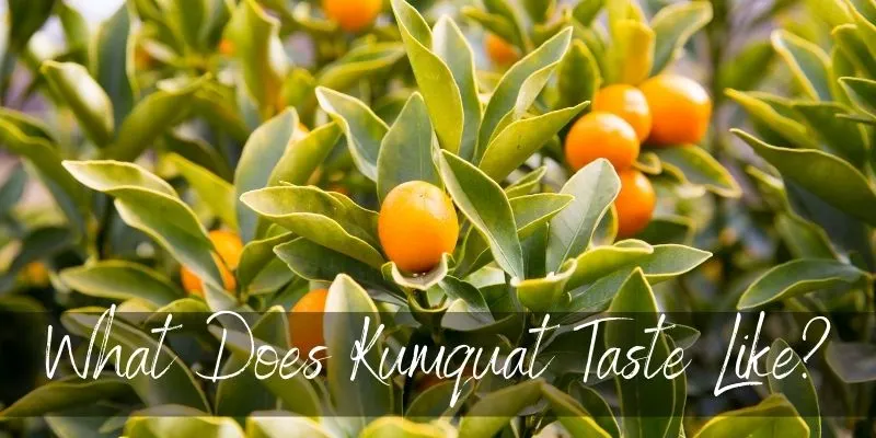 kumquat taste
