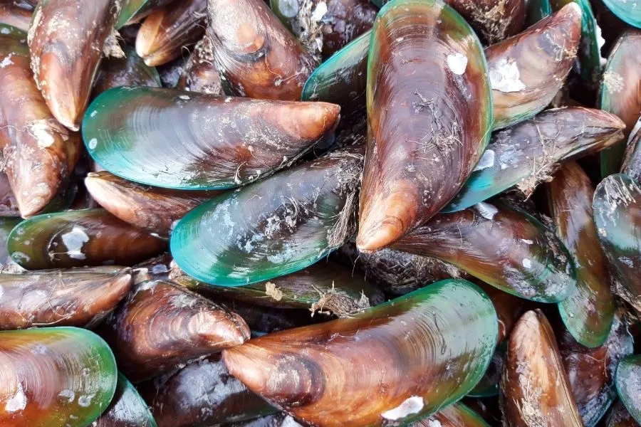 mussels