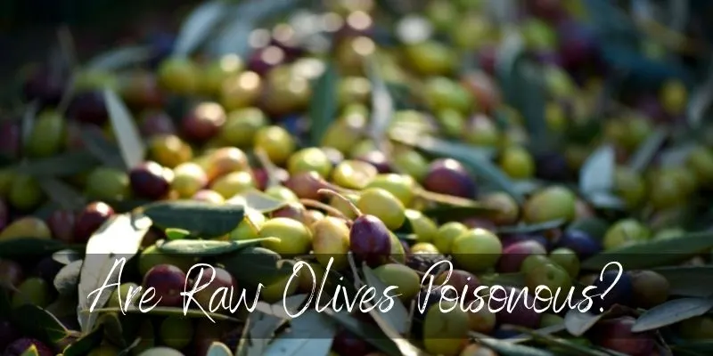 raw olives