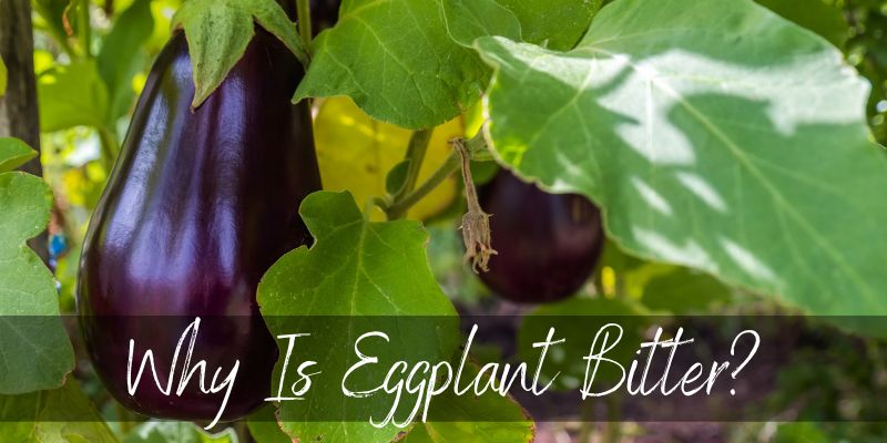 eggplant bitter