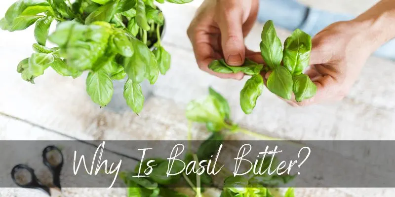 Why Is Basil Bitter Tips On Removing The Bitterness Foodiosity