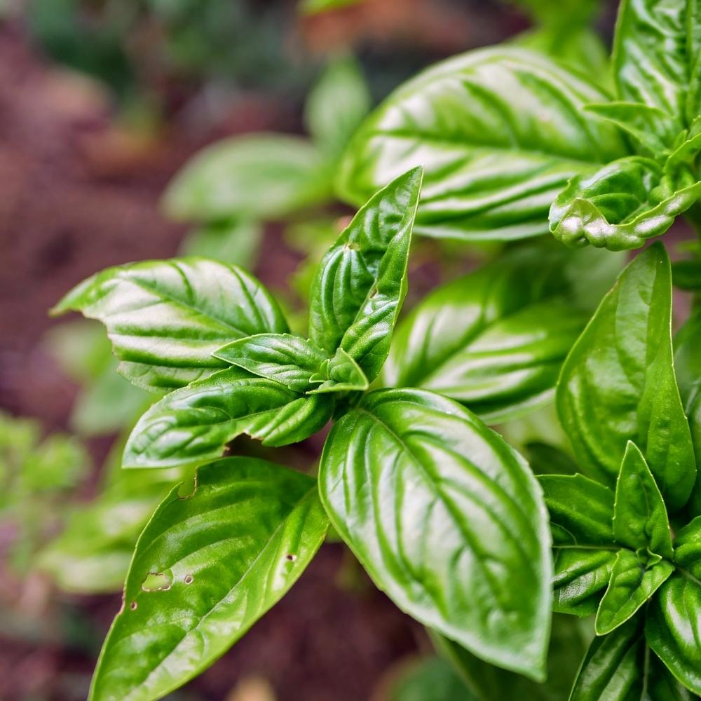 How To Keep Beetles Off Basil Plants