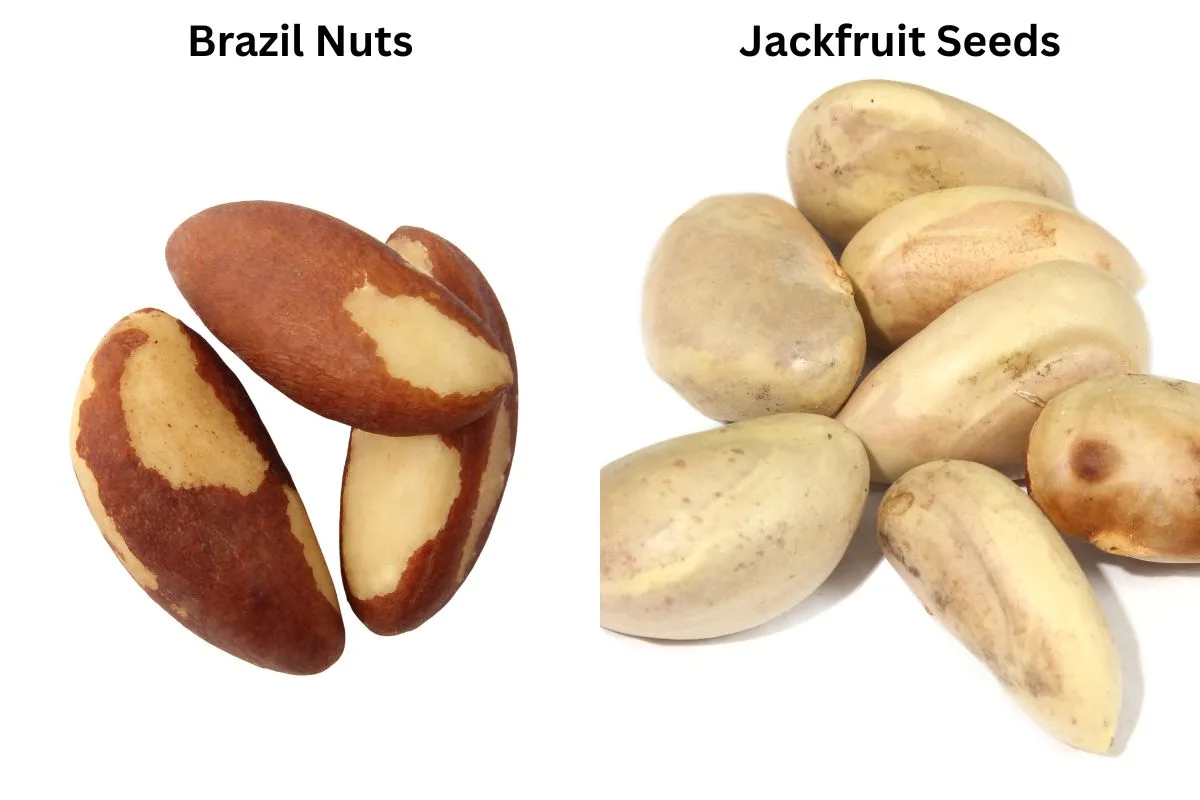 Brazil Nuts and Jackfruit Seeds Are Same? 