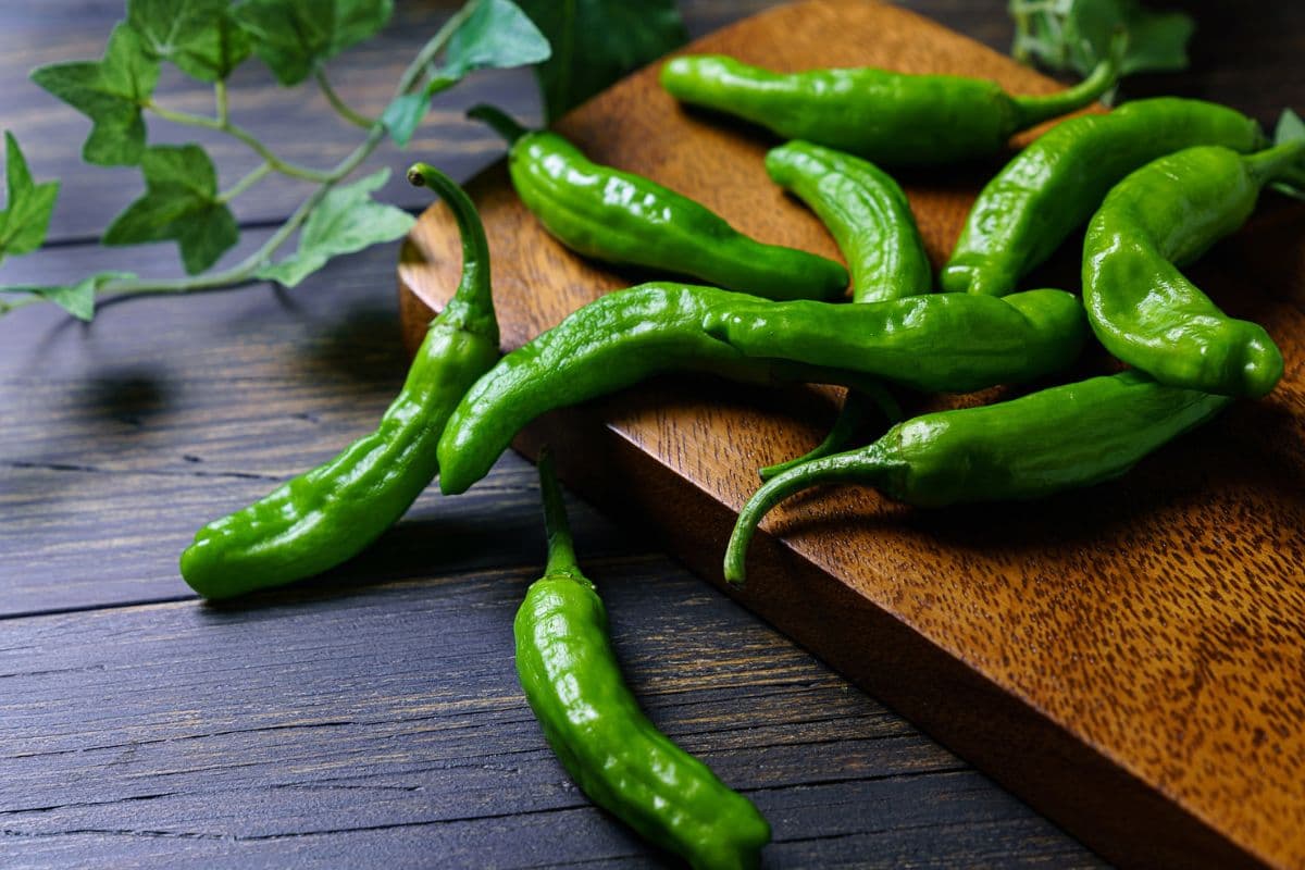 Shishito Peppers 